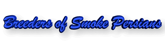 Smoke & Cameo Persian Breeders